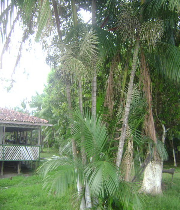 Produção de Açaí