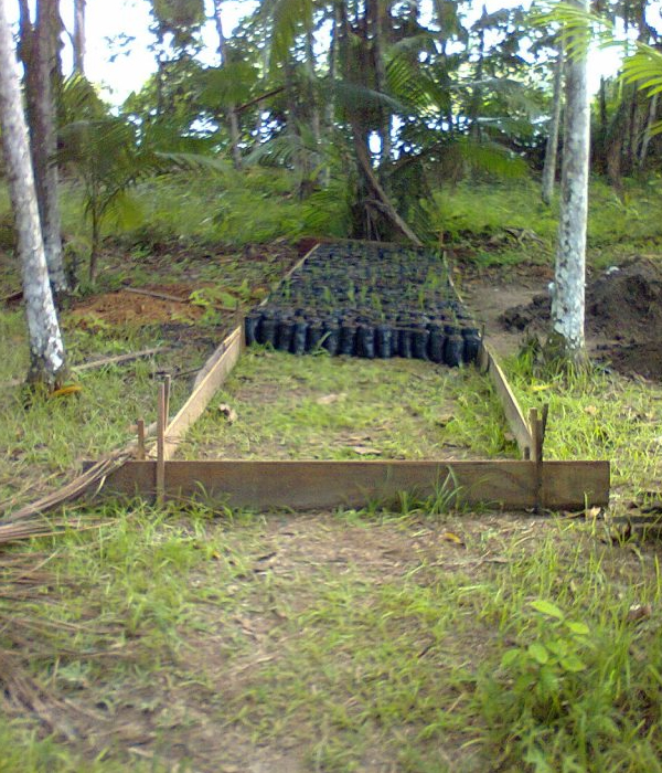 Produção de Açaí
